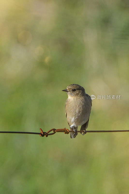 女火焰罗宾(Petroica phoenicea)